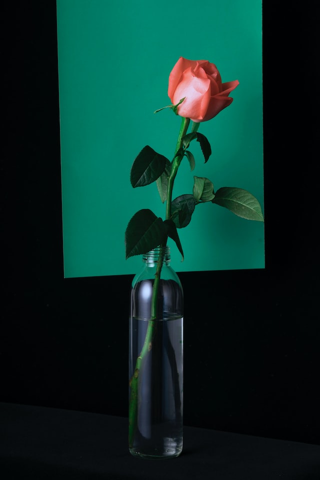 one red rose in vase