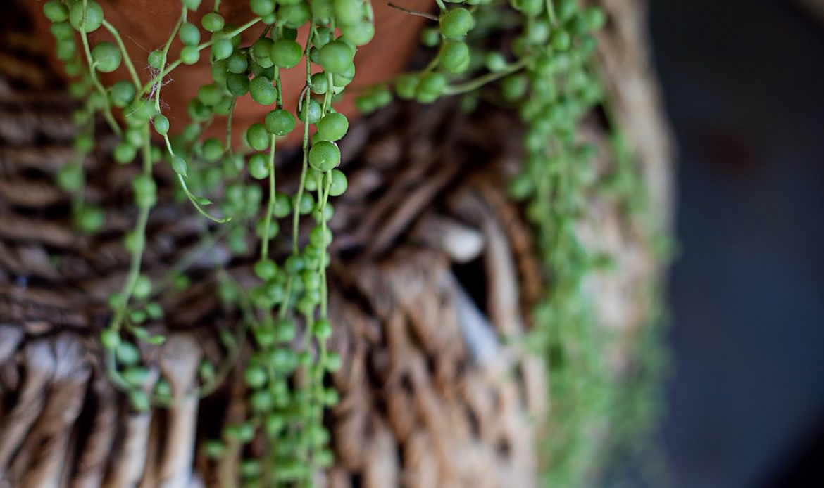 How Often to Water String of Pearls