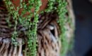 How Often to Water String of Pearls