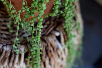 How Often to Water String of Pearls
