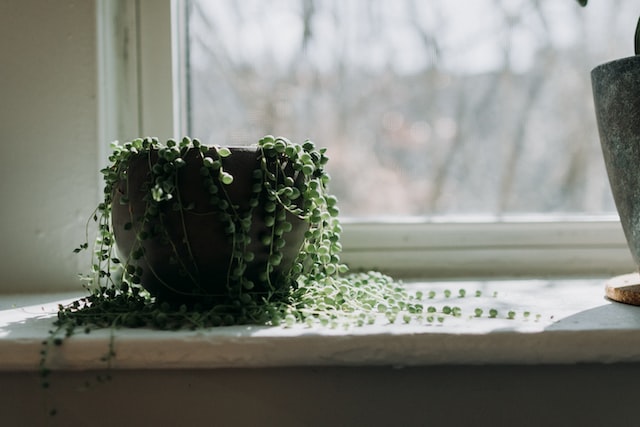 string of pearls on the window