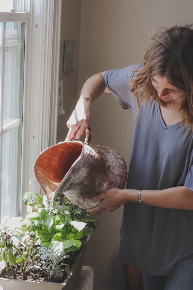 watering flowers